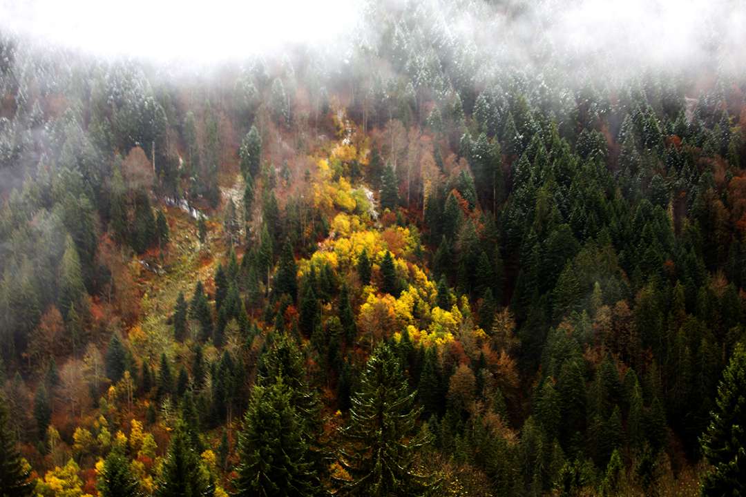 Trees Trees